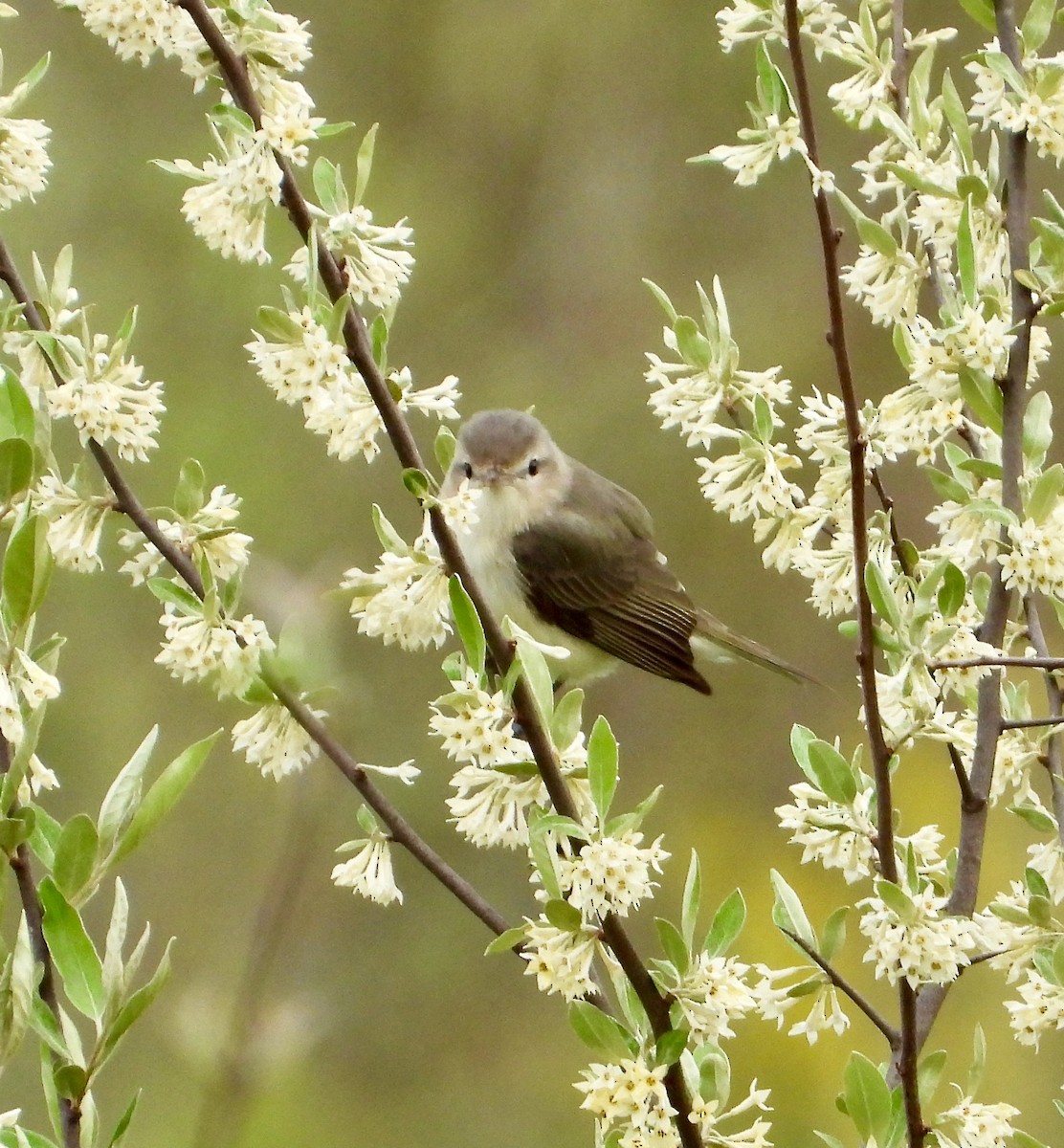 Warbling Vireo - Kisa Weeman