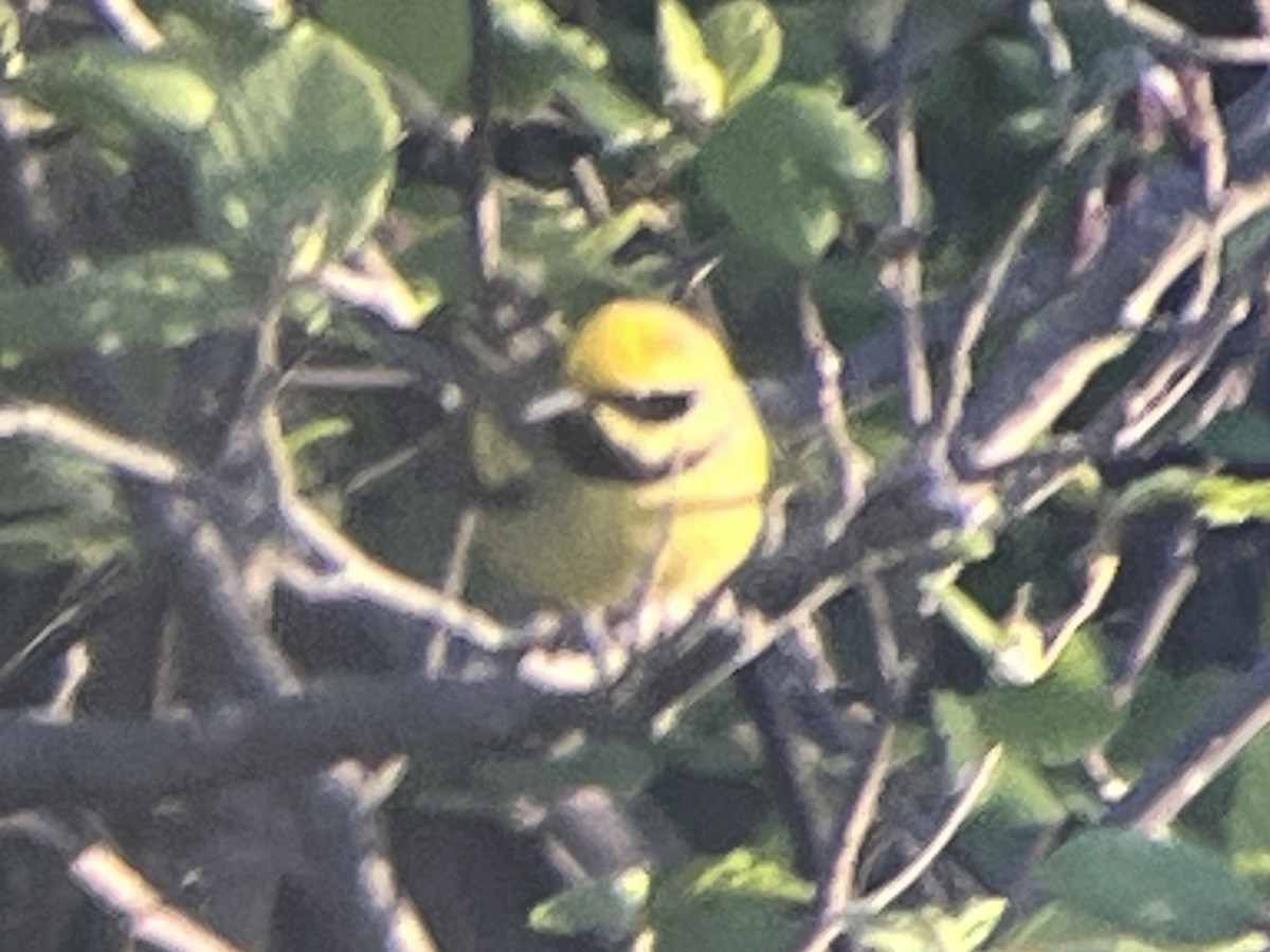 Lawrence's Warbler (hybrid) - Daryl Bernard