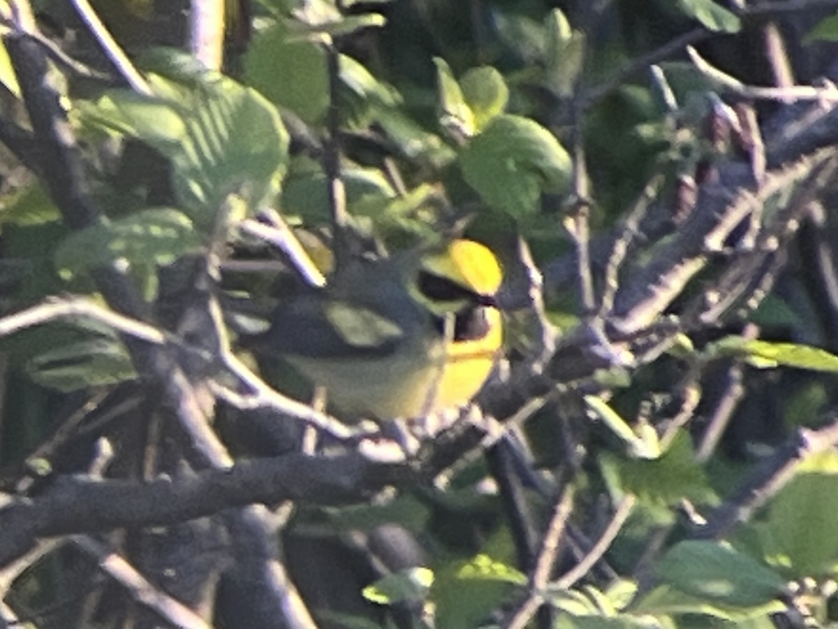 Lawrence's Warbler (hybrid) - Daryl Bernard