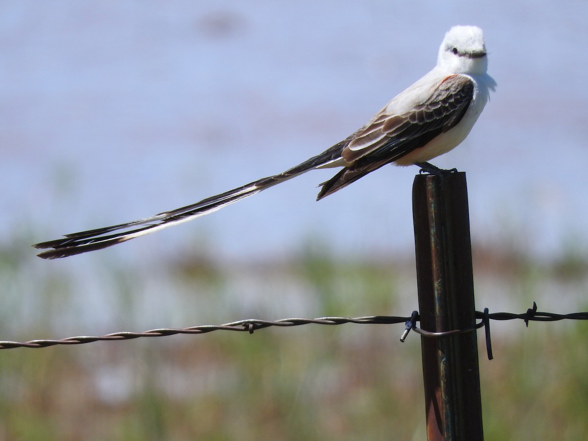 Scissor-tailed Flycatcher - ML618799106