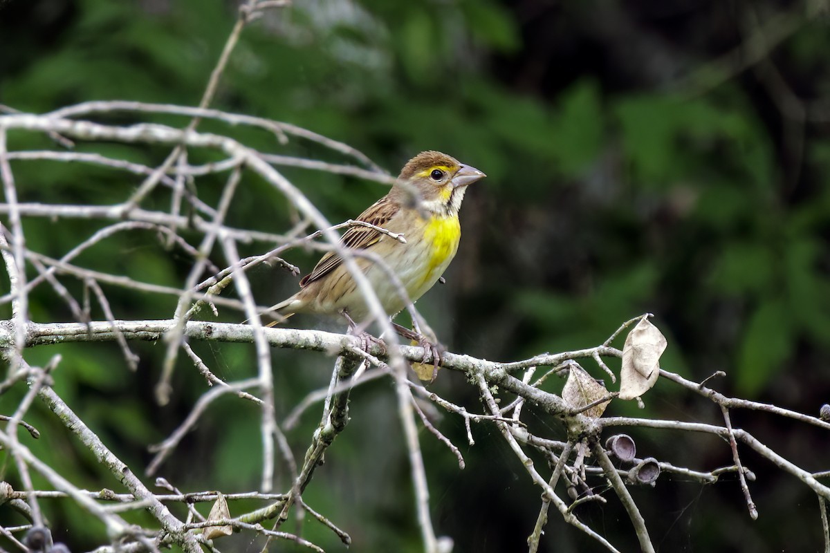 Dickcissel - Dennis Miller