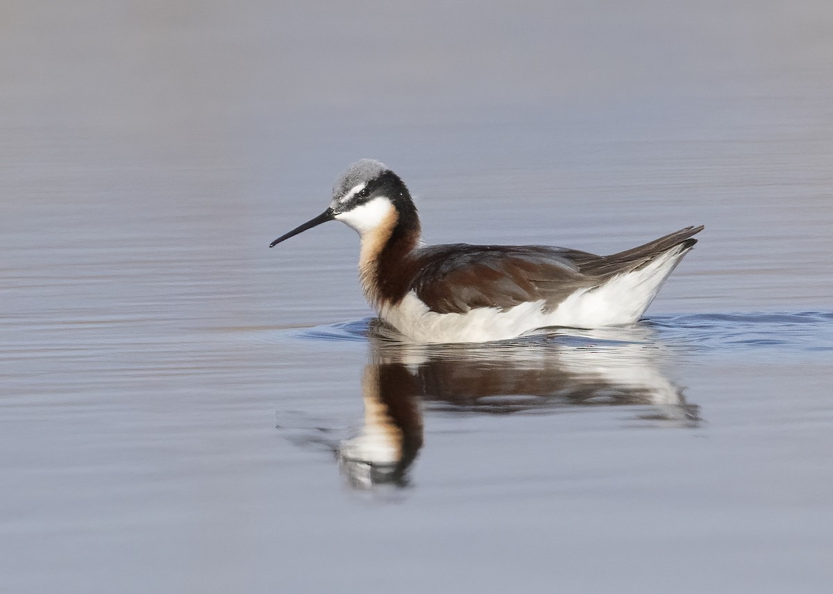 Wilson's Phalarope - Bob Martinka