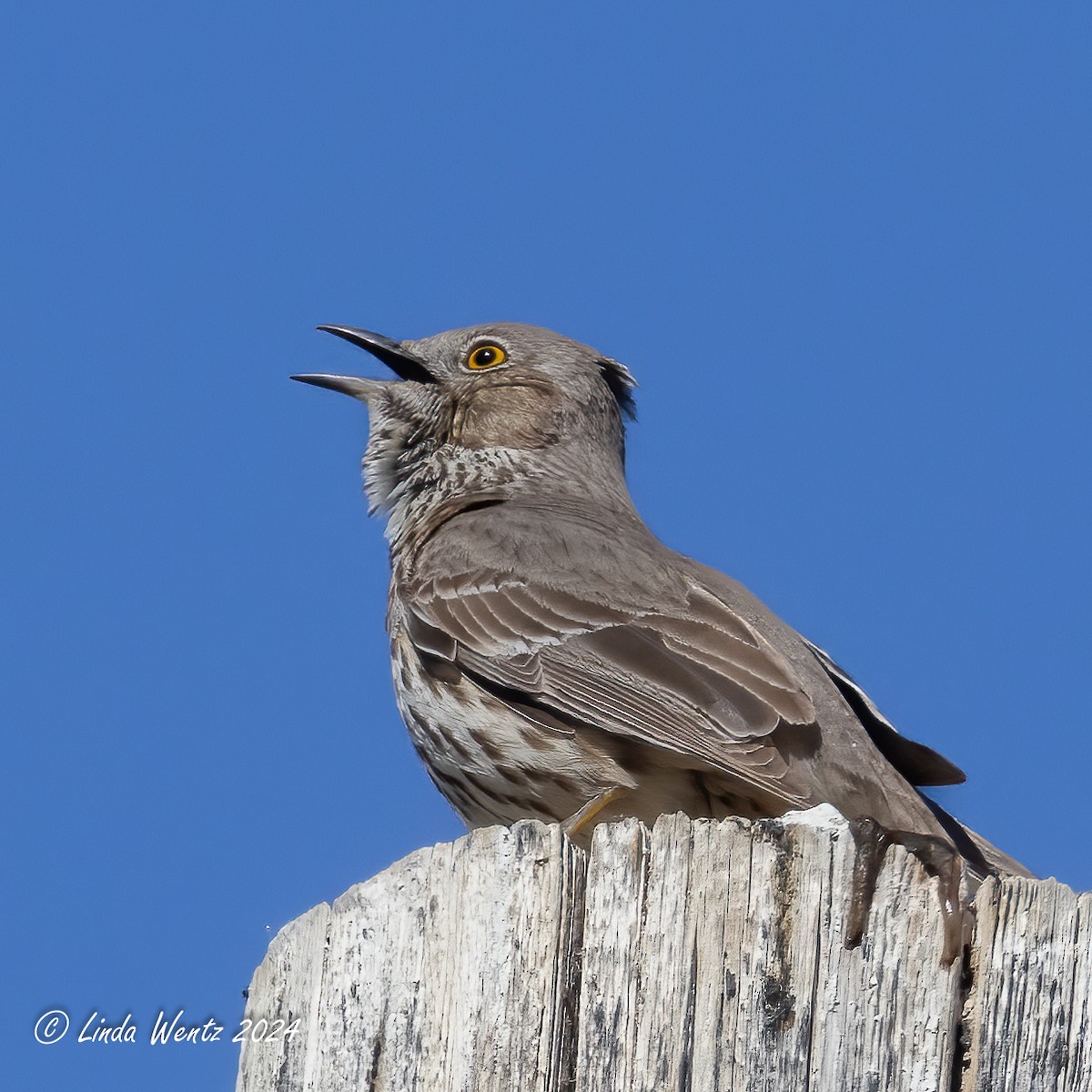 Sage Thrasher - Linda Wentz