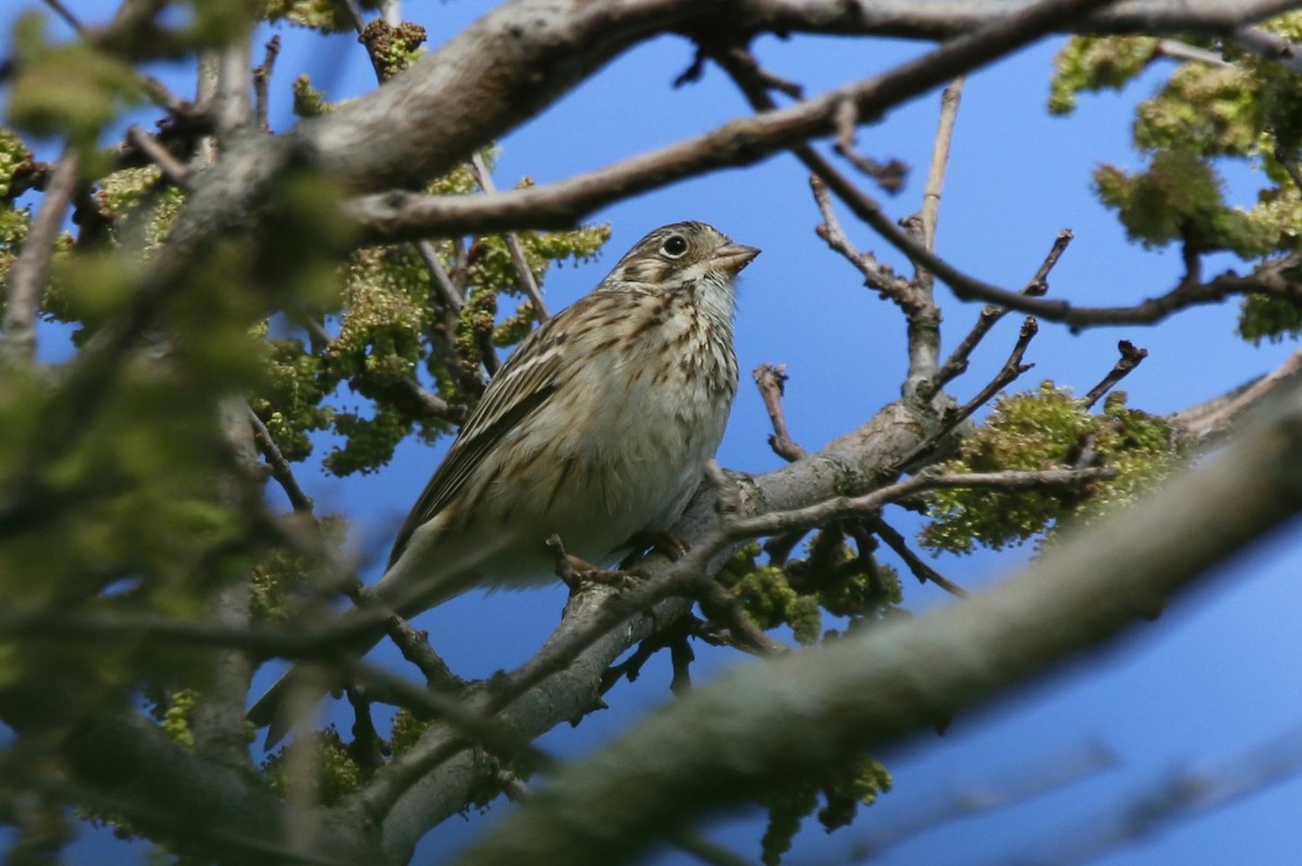 Vesper Sparrow - Richard Hugel