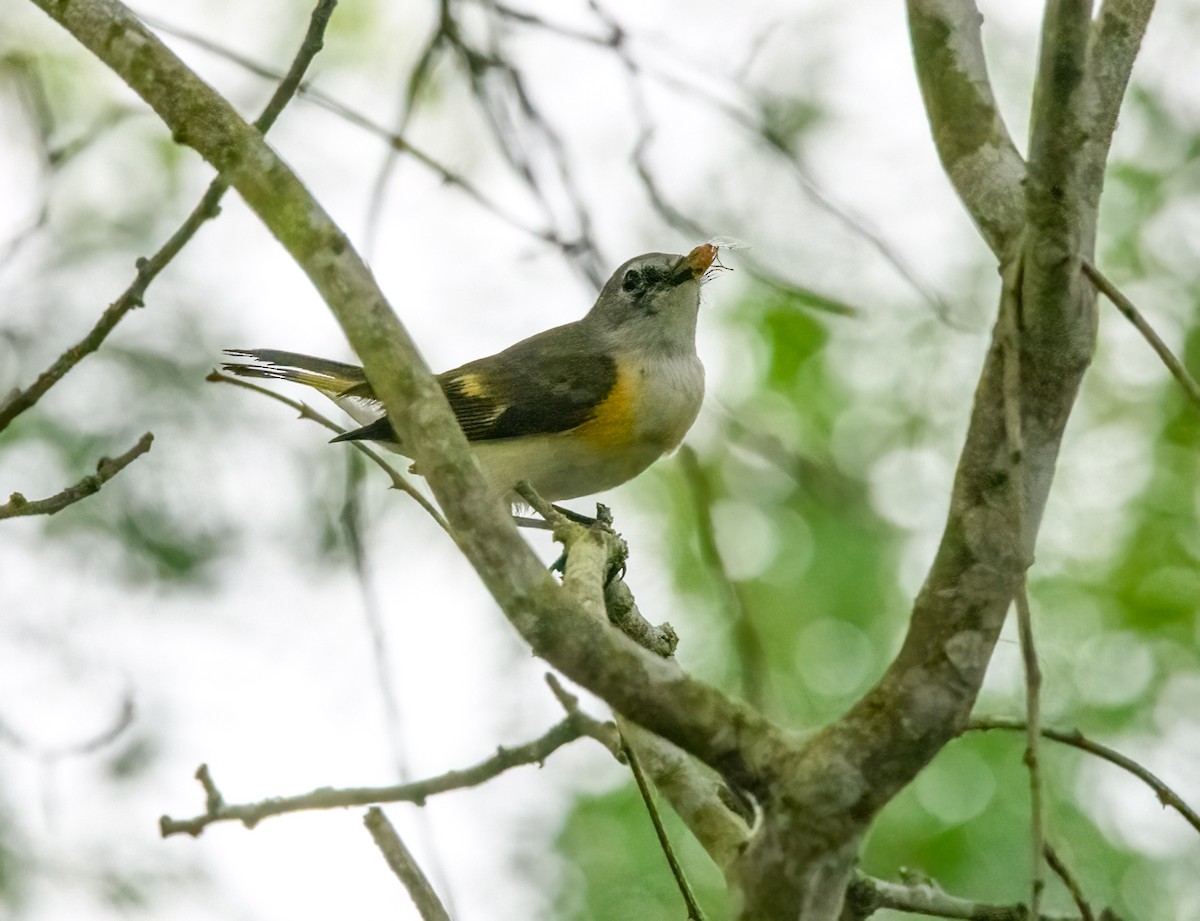 American Redstart - Marianne Taylor