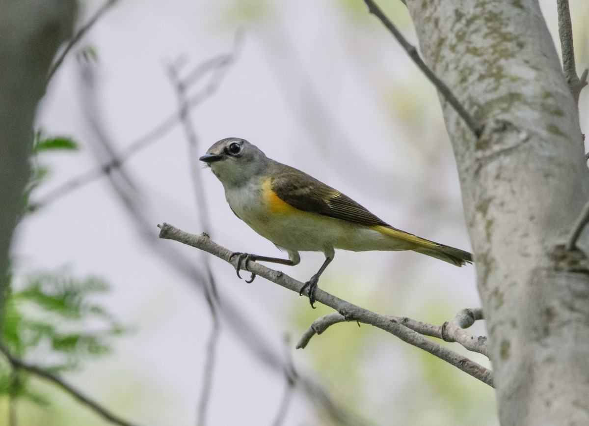 American Redstart - Marianne Taylor