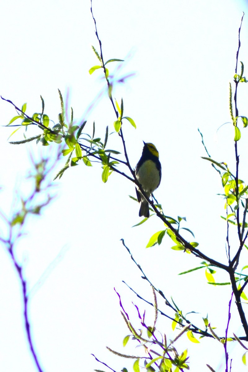 Black-throated Green Warbler - ML618799131