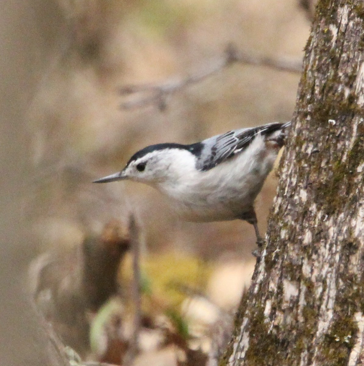 White-breasted Nuthatch - ML618799132