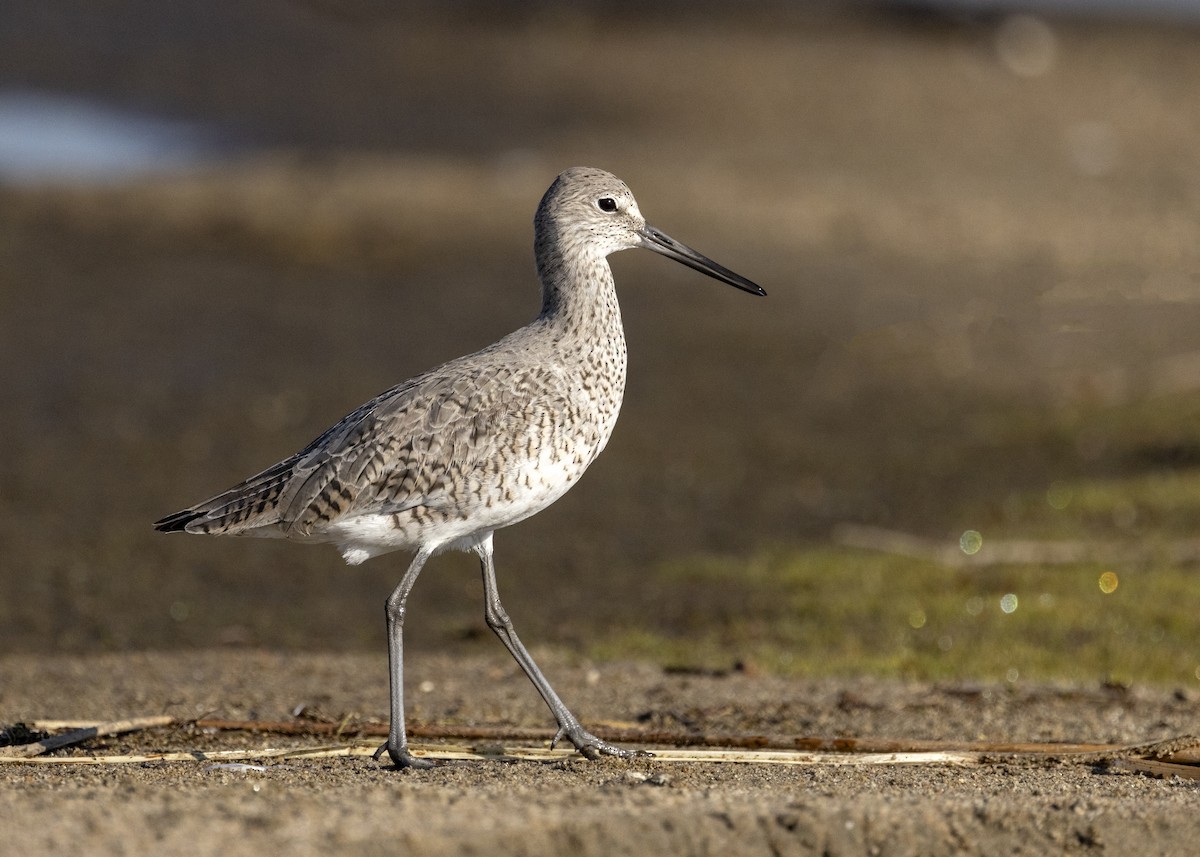 Willet - Bob Martinka