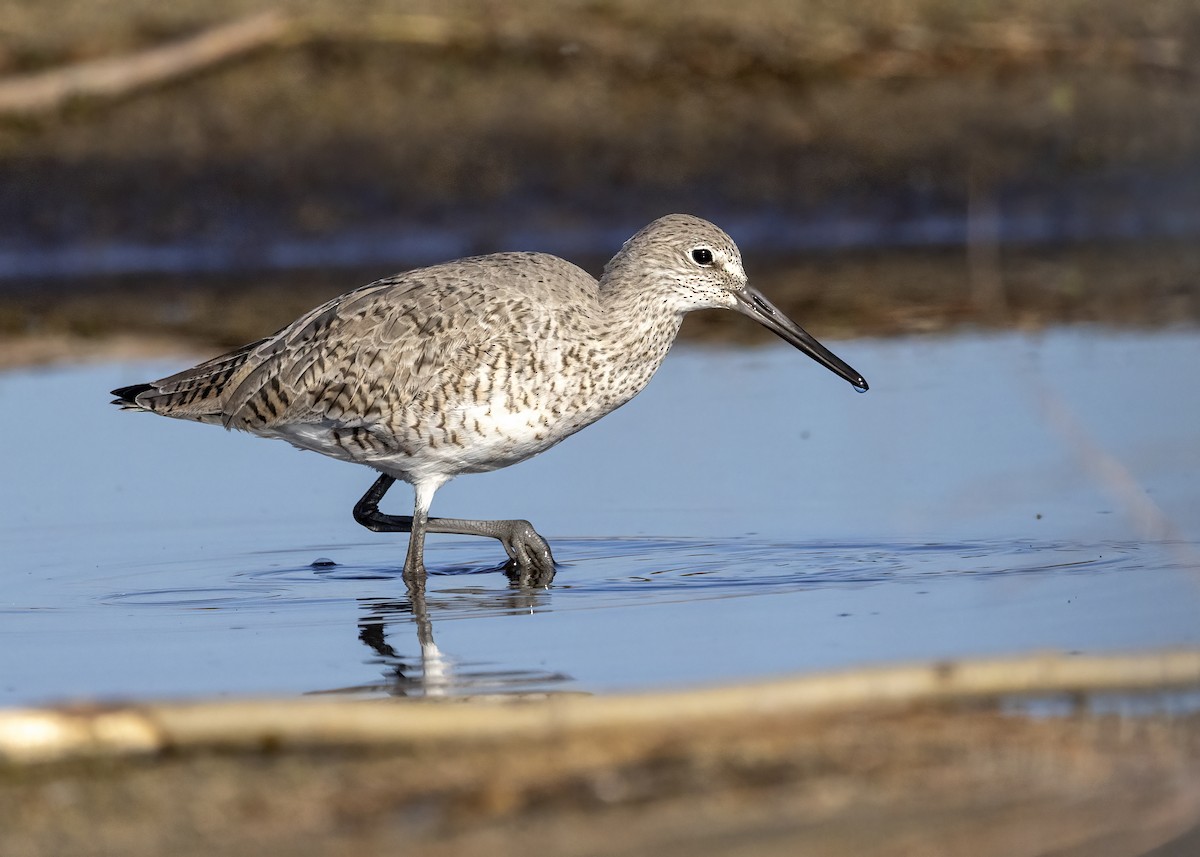 Willet - Bob Martinka