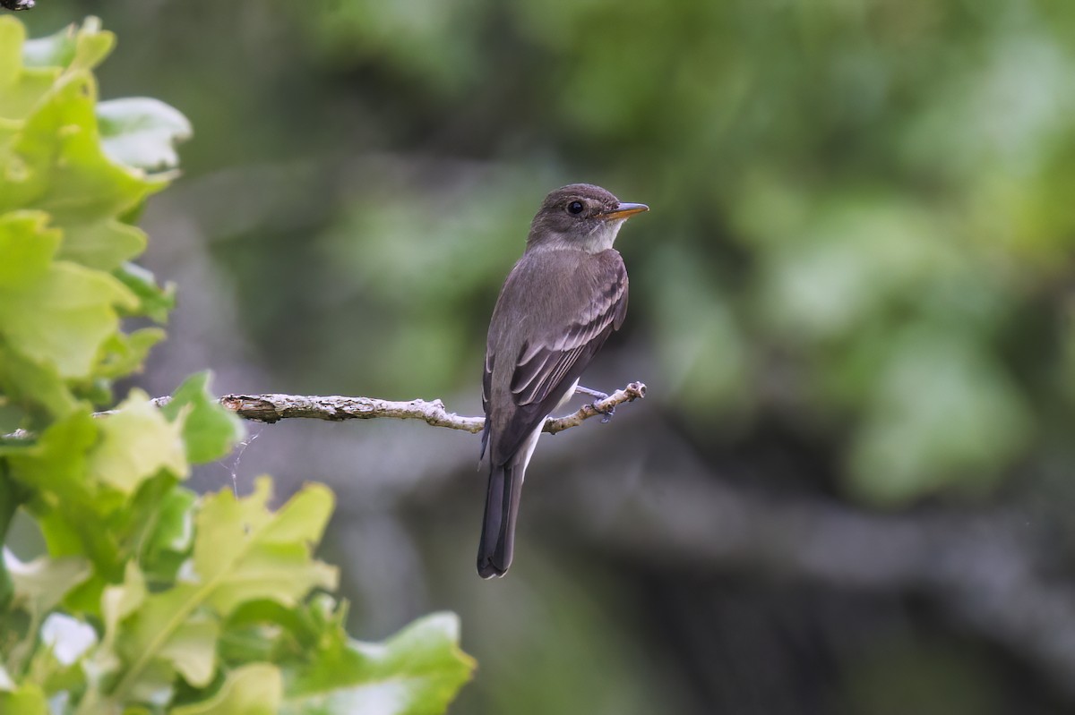 Eastern Wood-Pewee - Dennis Miller