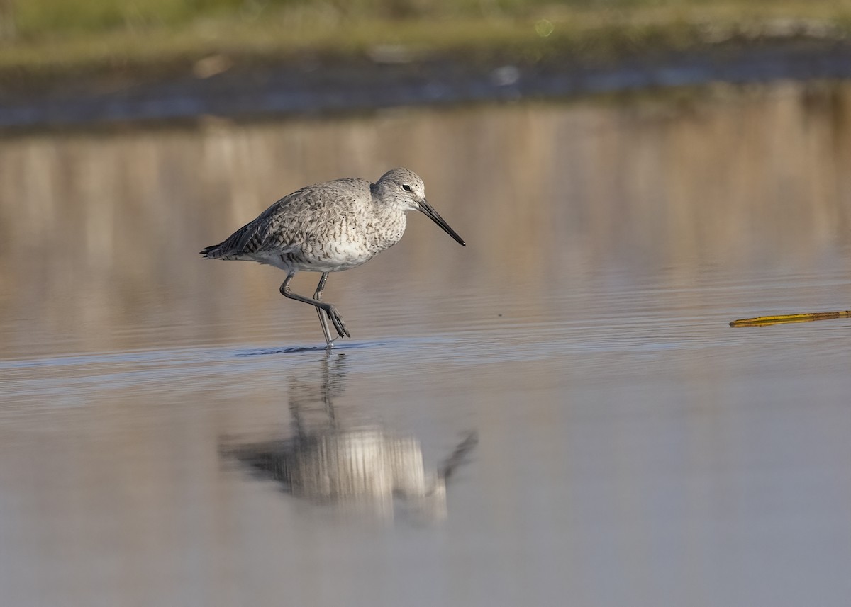 Willet - Bob Martinka