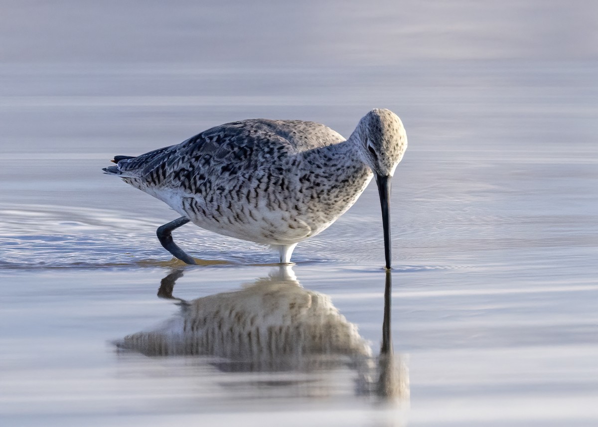 Willet - Bob Martinka