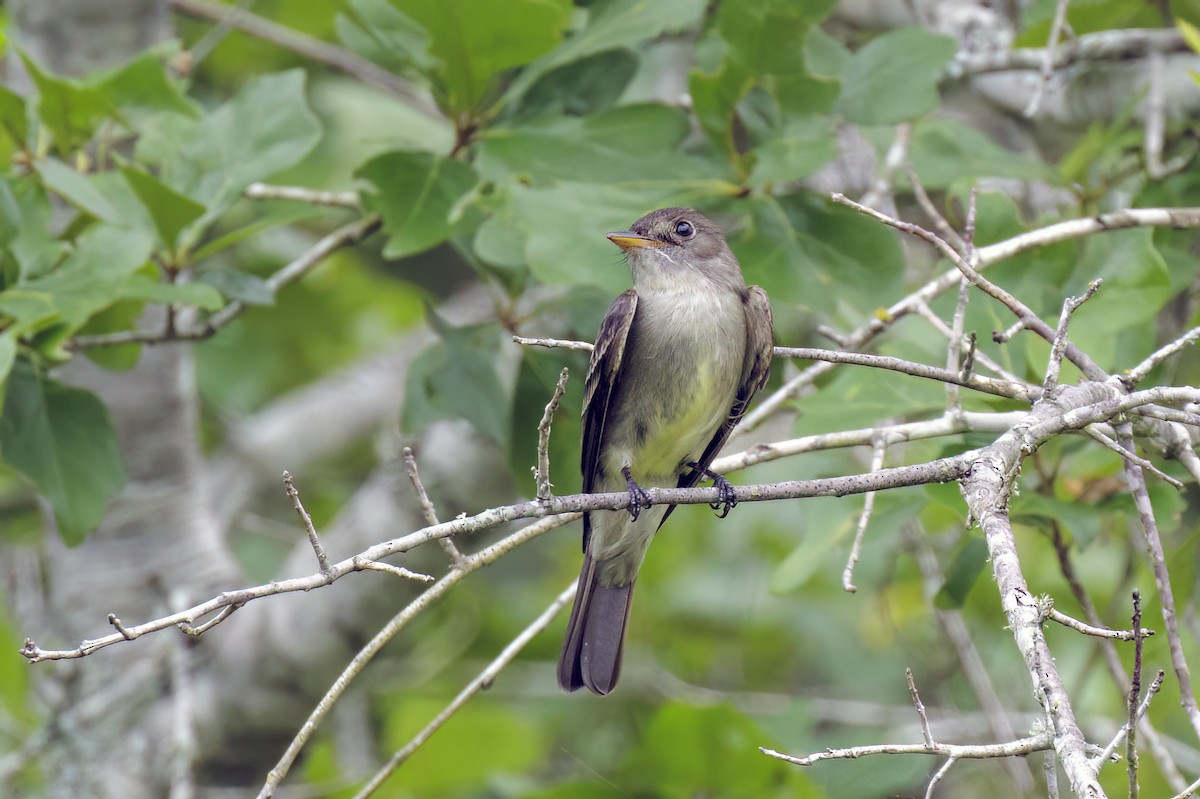 Eastern Wood-Pewee - Dennis Miller