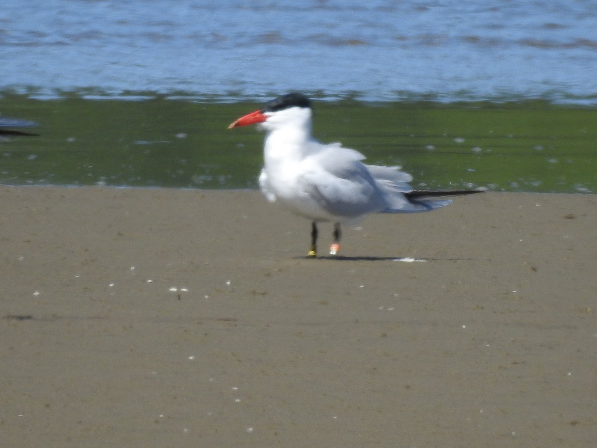 Caspian Tern - ML618799162