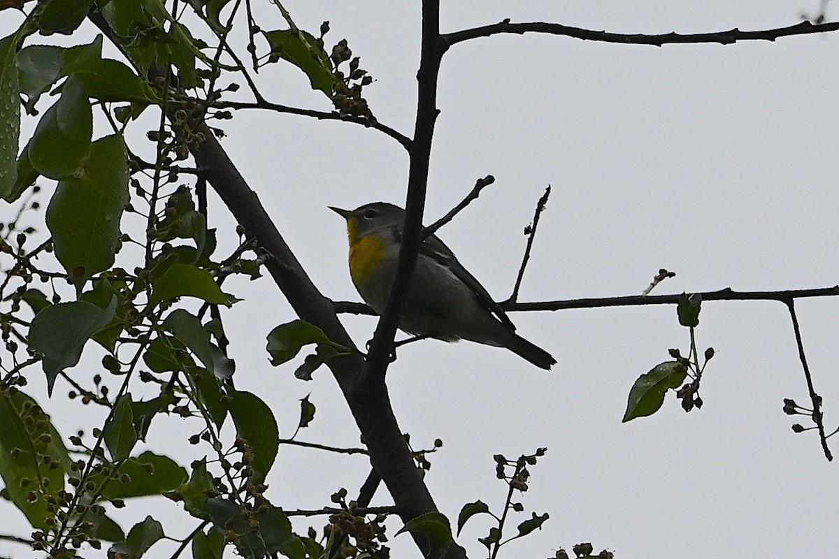 Northern Parula - Chad Ludwig