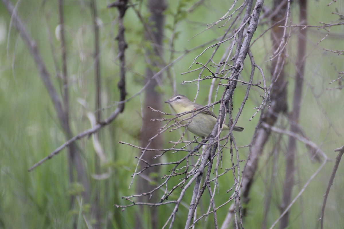 Philadelphia Vireo - Michael Lester