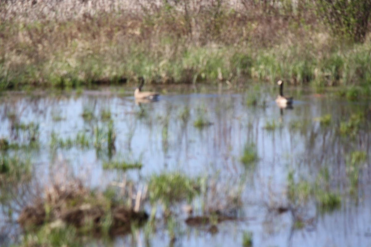 Canada Goose - Jahnua Sahr