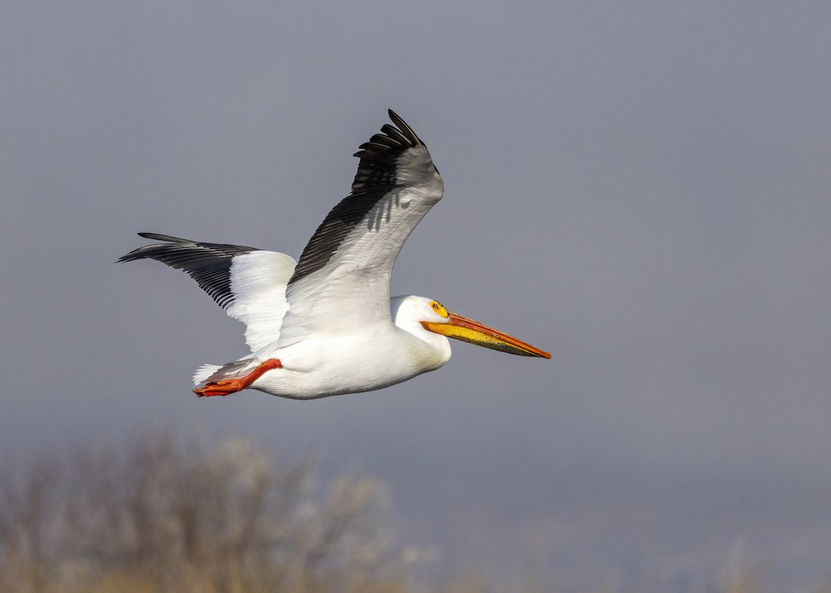 American White Pelican - Bob Martinka