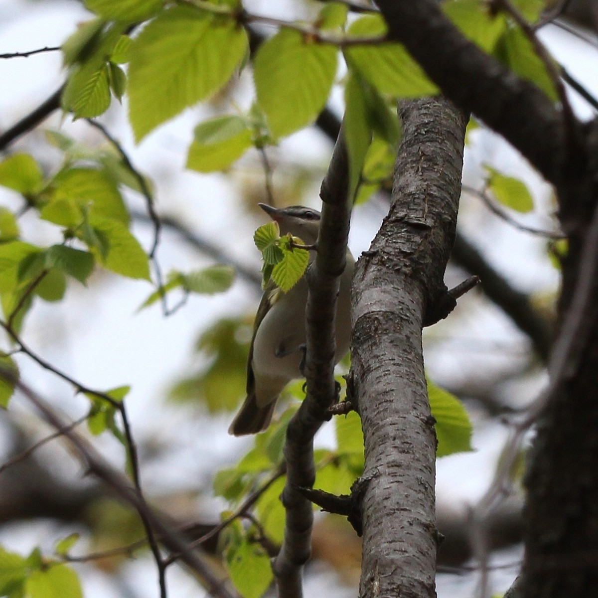 Tennessee Warbler - Kari Asmus