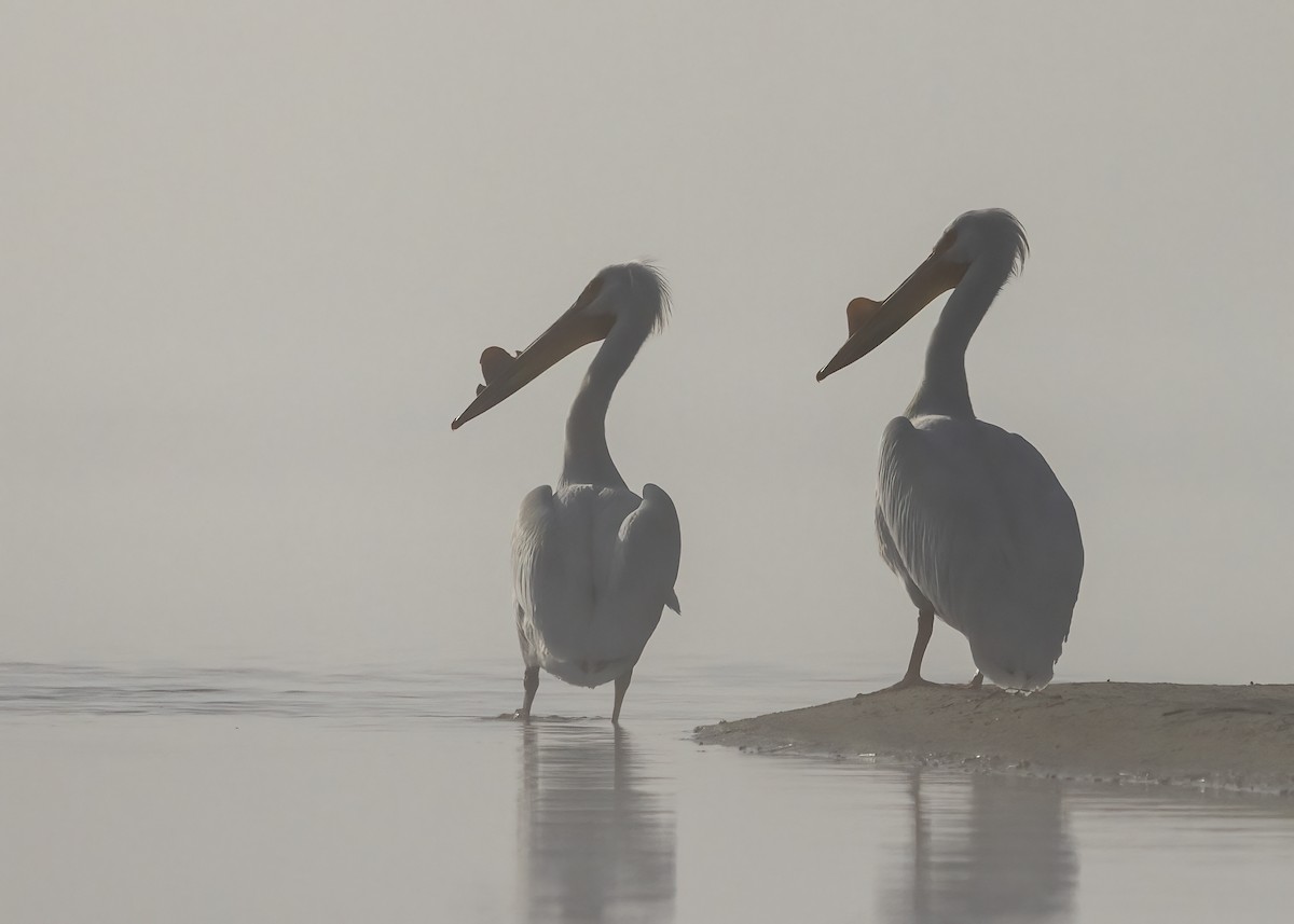 American White Pelican - Bob Martinka