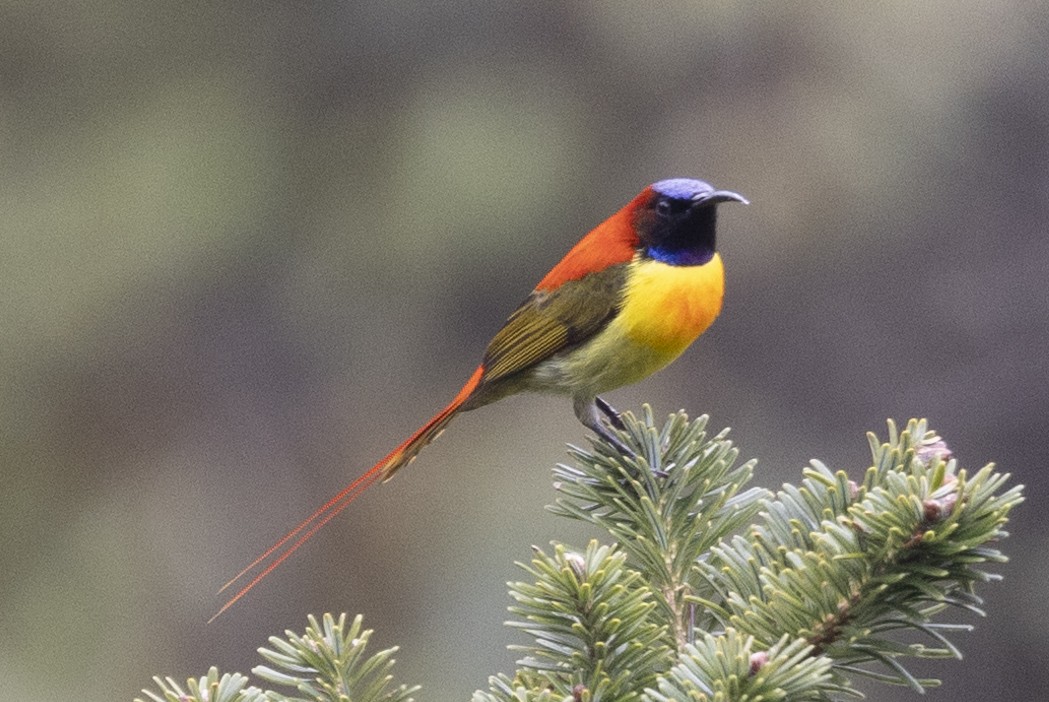 Fire-tailed Sunbird - Robert Lewis