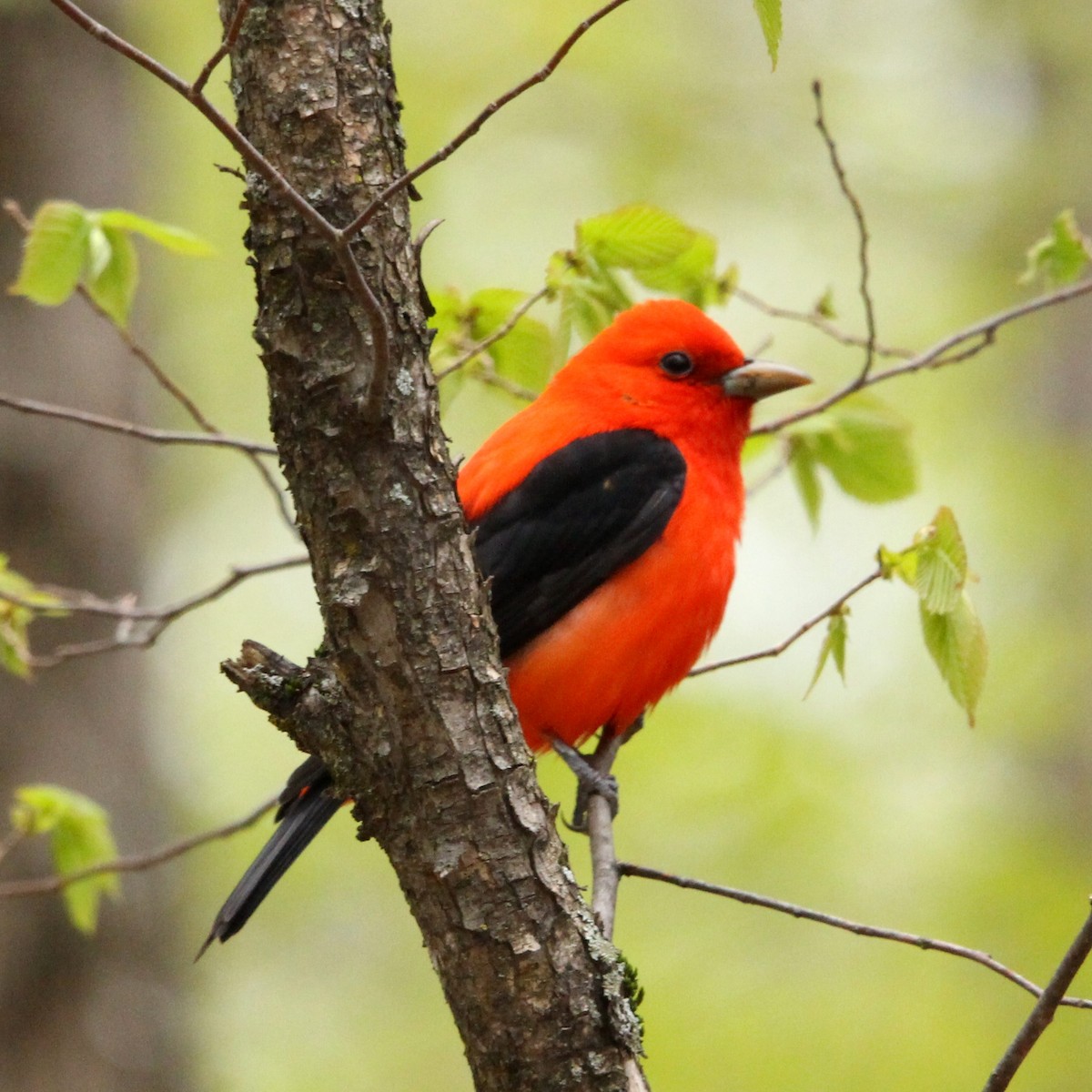 Scarlet Tanager - ML618799220