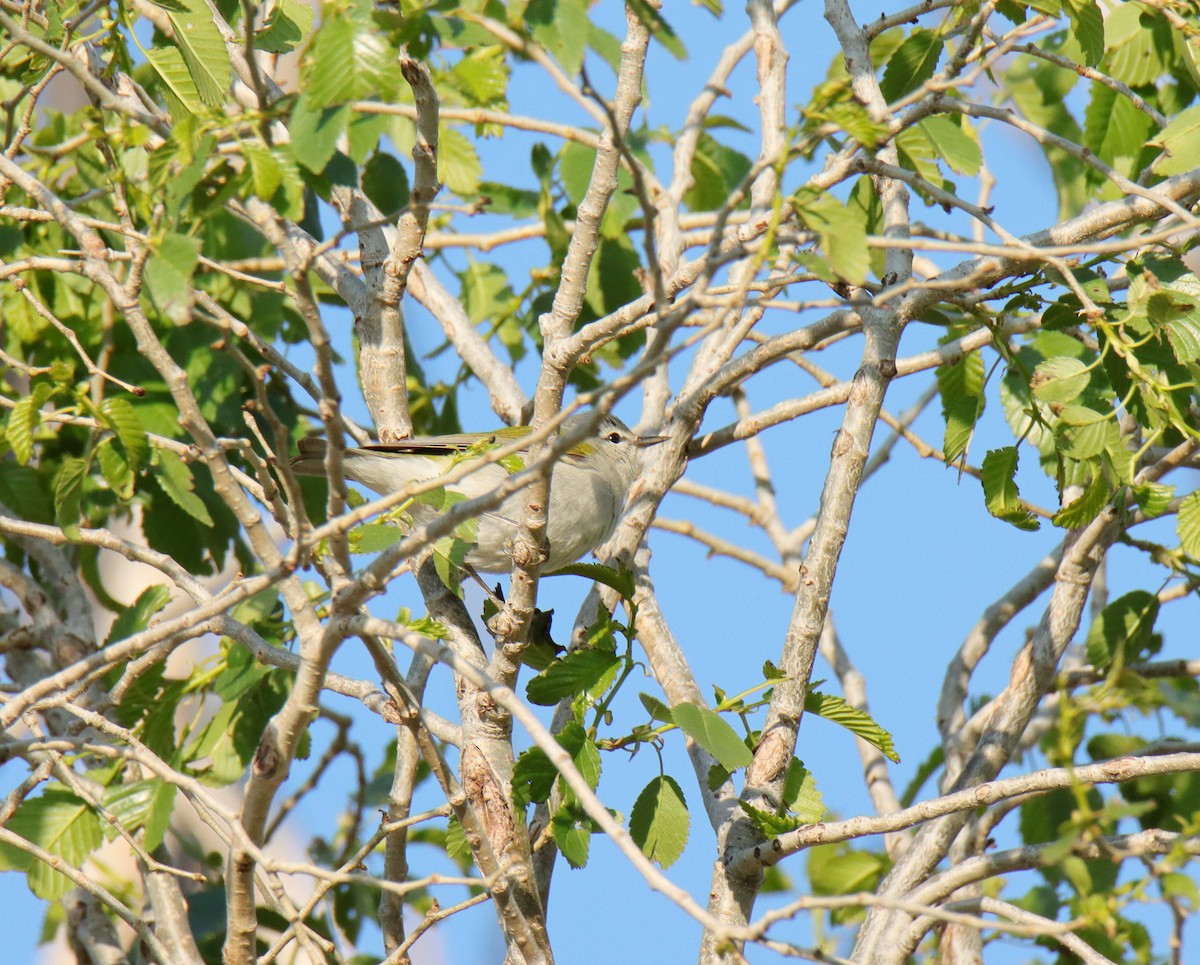 Tennessee Warbler - Tim Leppek