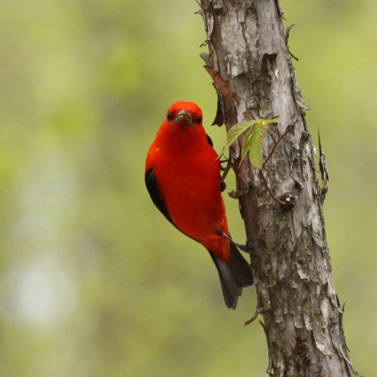 Scarlet Tanager - ML618799230