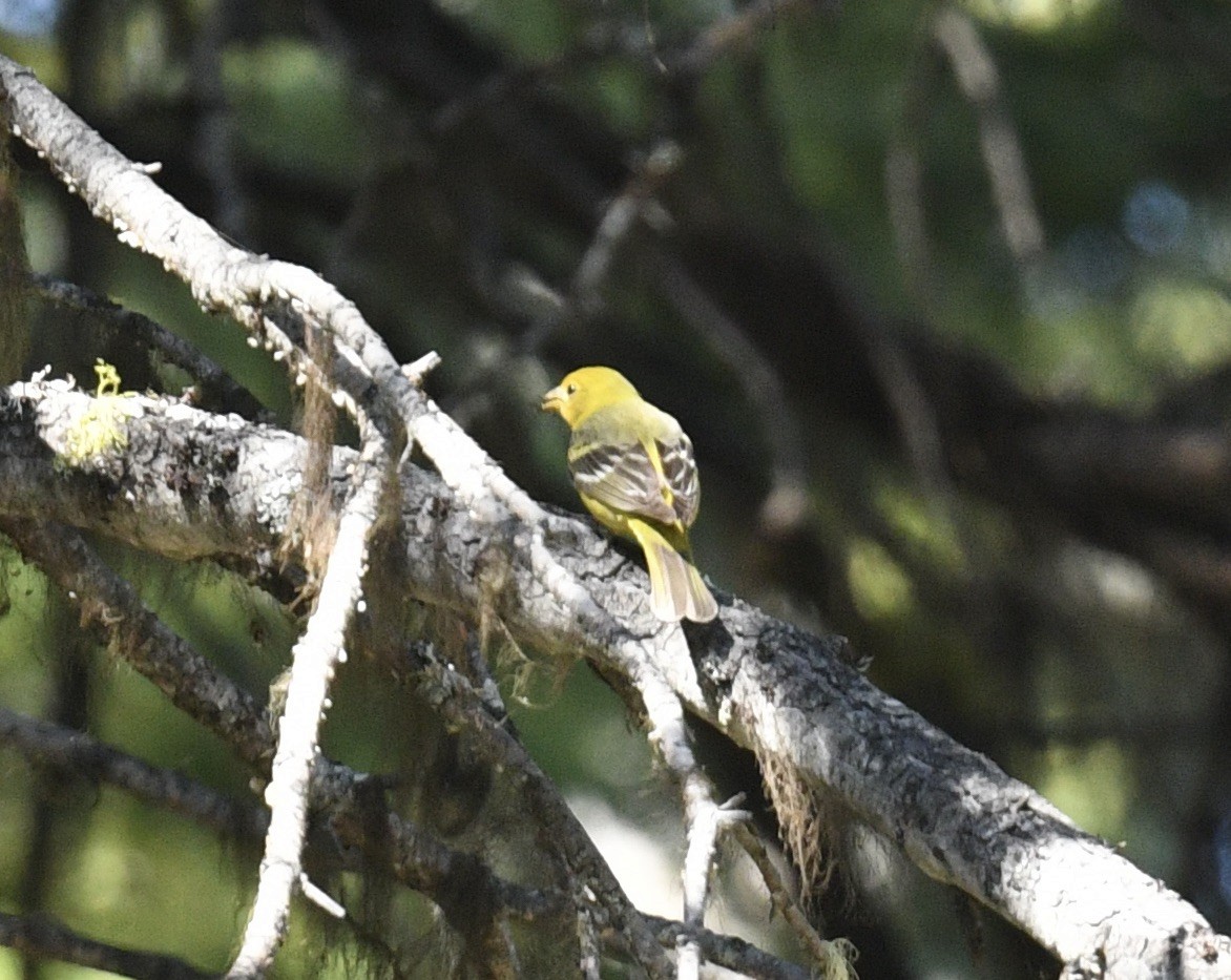 Western Tanager - Sevilla Rhoads