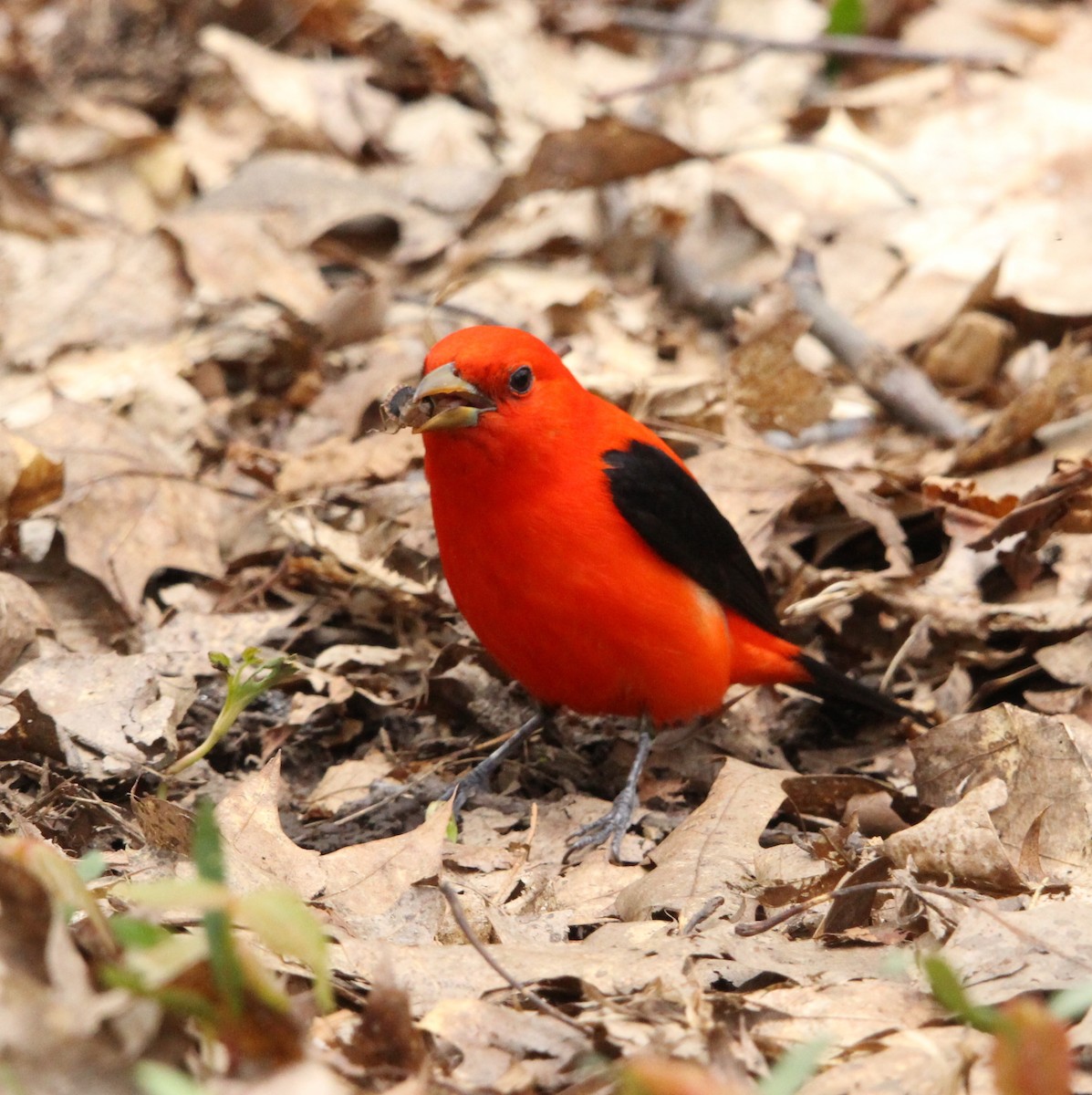 Scarlet Tanager - ML618799251