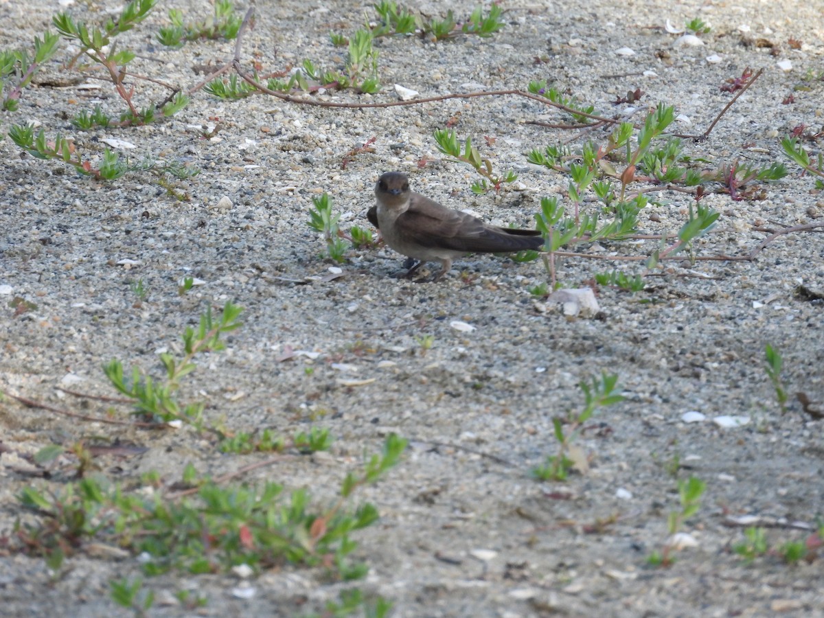 Northern Rough-winged Swallow - Ralph Carlson