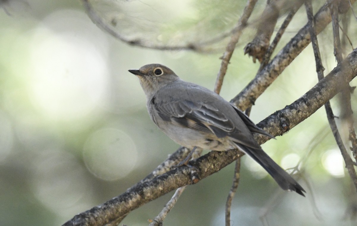 Townsend's Solitaire - Sevilla Rhoads