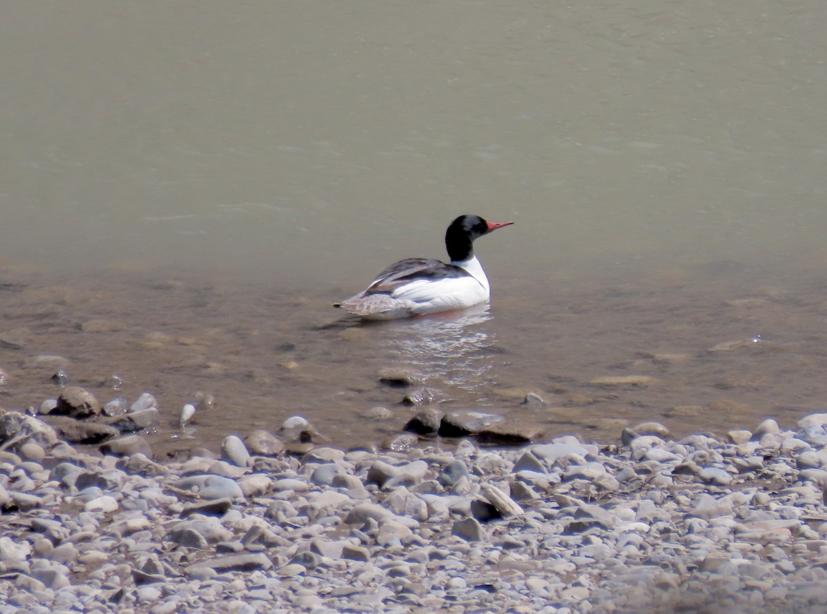 Common Merganser - ML618799257