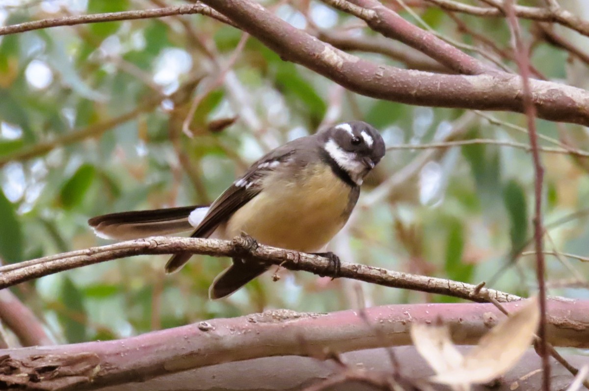 Gray Fantail - Sarah Chaplin