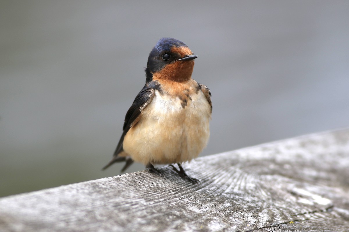 Barn Swallow - Carl Leisegang