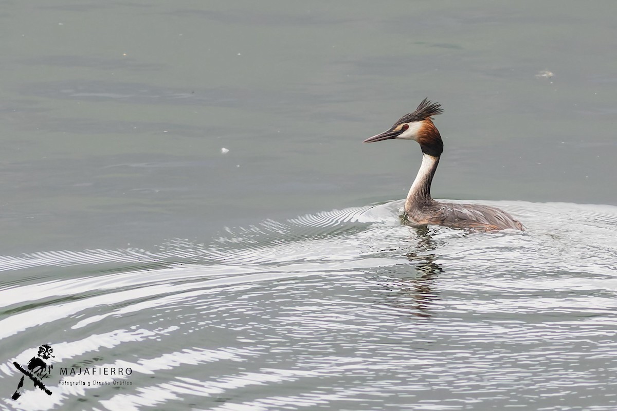 Great Crested Grebe - Roberto Vargas Masis