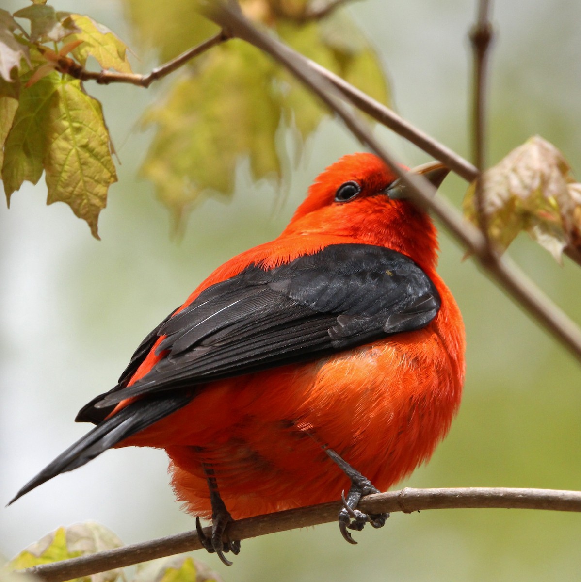 Scarlet Tanager - ML618799292