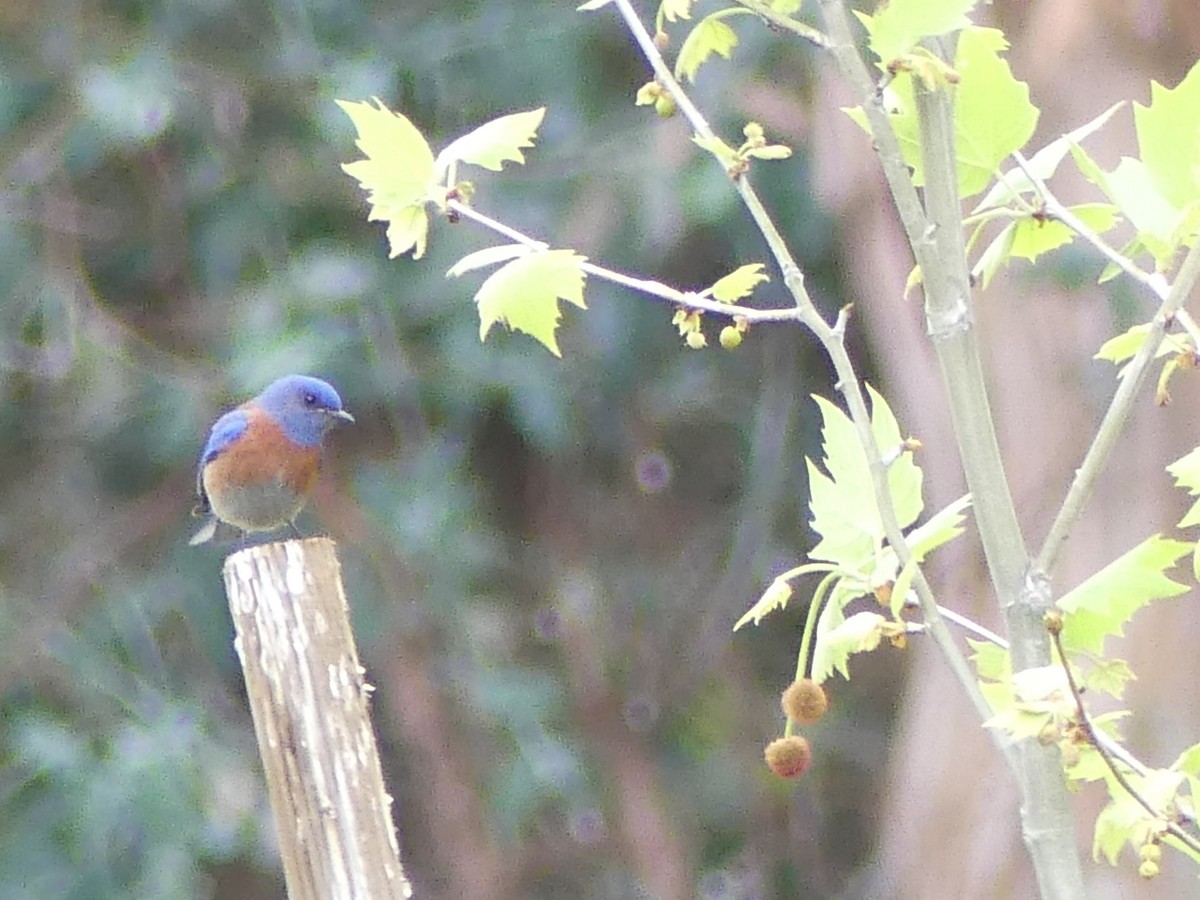 Western Bluebird - Jeanine Merrill