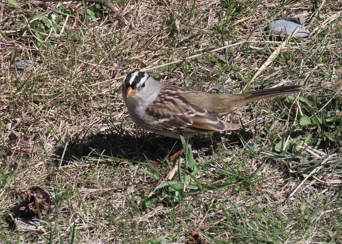 White-crowned Sparrow - ML618799298