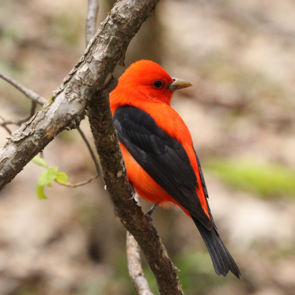 Scarlet Tanager - ML618799309