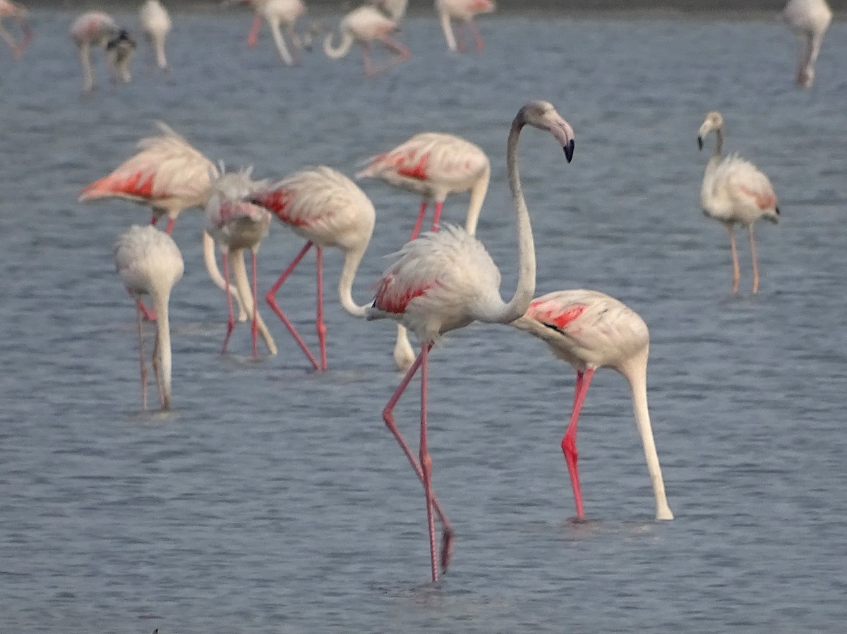 Greater Flamingo - Sri Srikumar