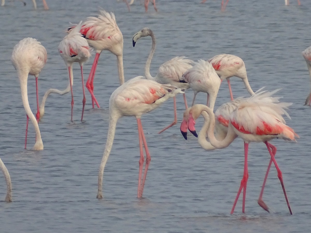 Greater Flamingo - ML618799312