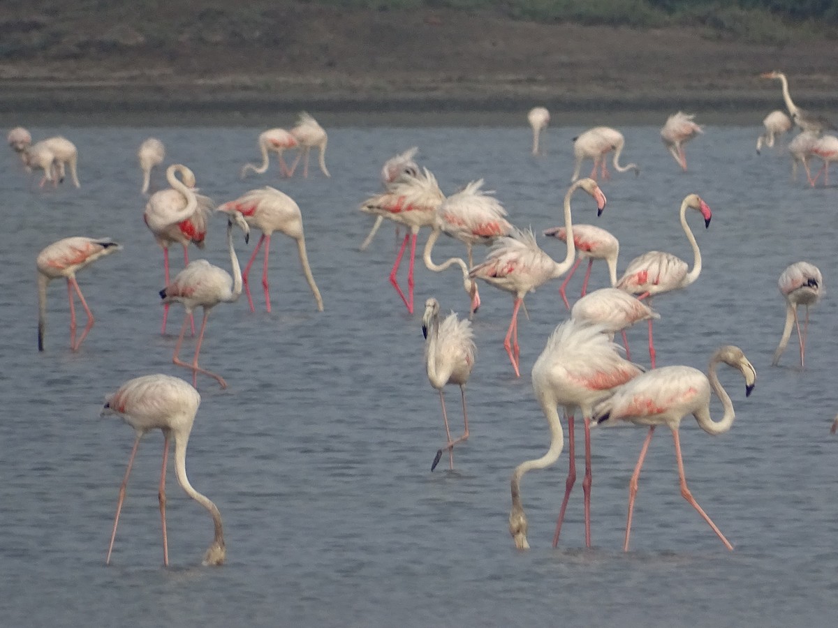 Greater Flamingo - Sri Srikumar