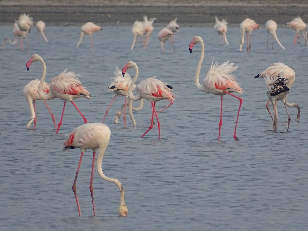Greater Flamingo - Sri Srikumar
