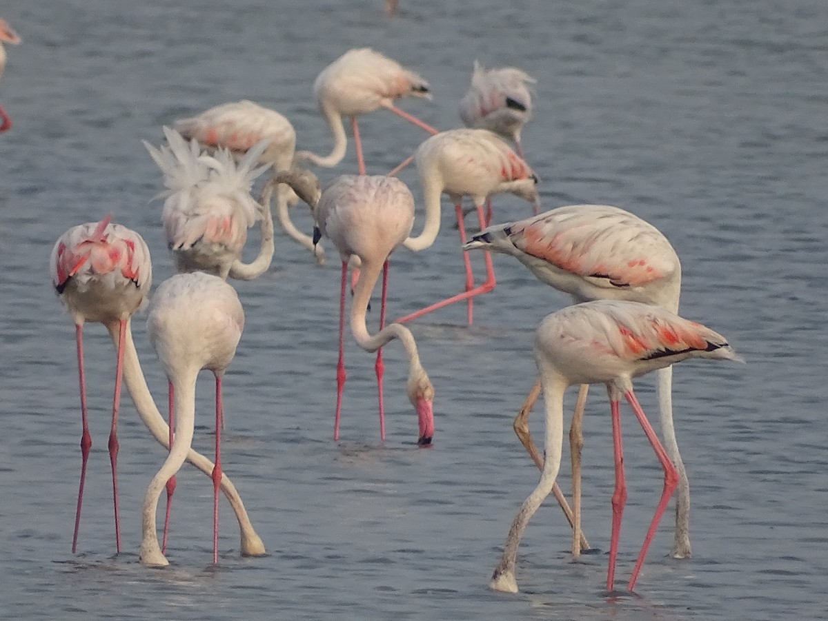 Greater Flamingo - ML618799316