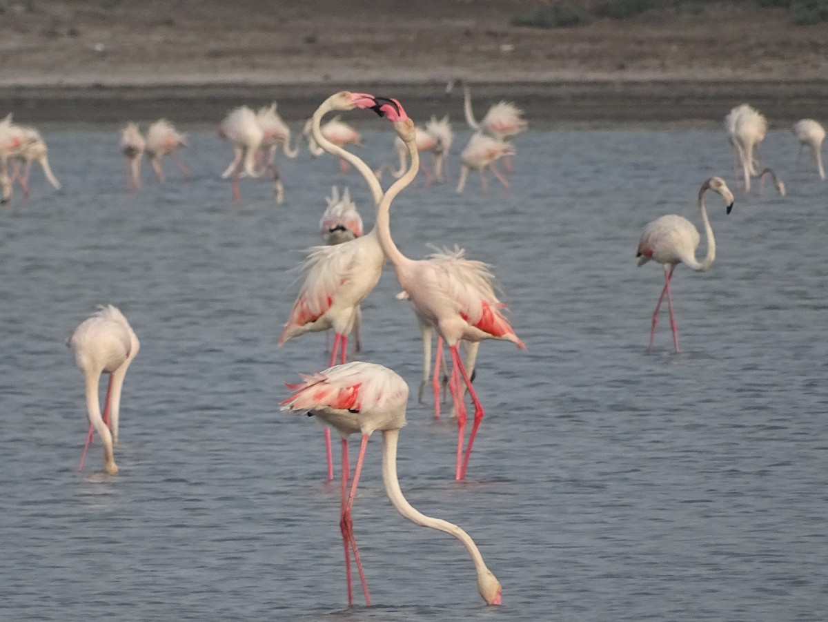 Greater Flamingo - Sri Srikumar