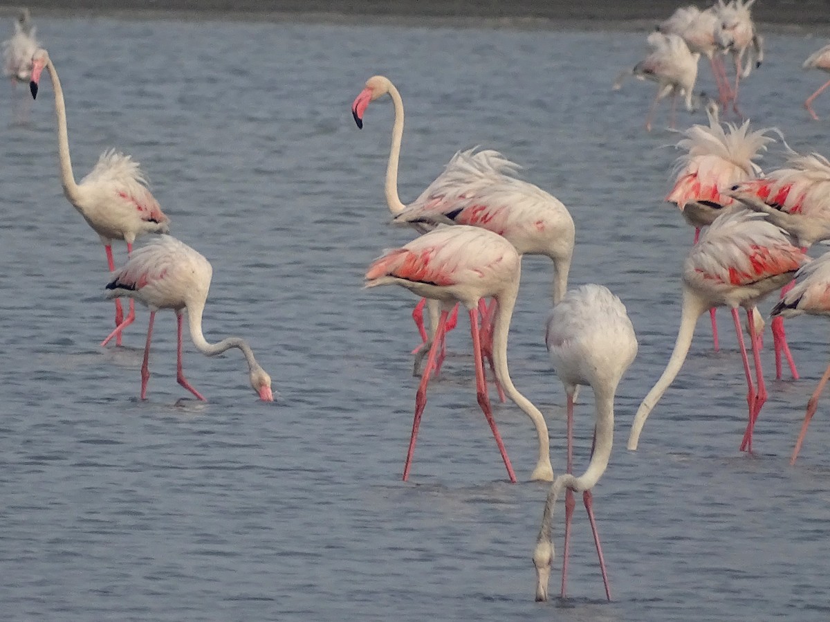 Greater Flamingo - ML618799318