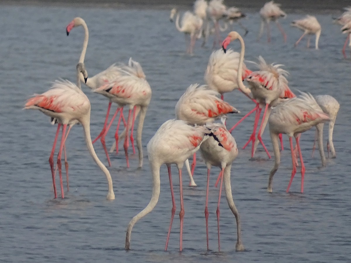 Greater Flamingo - ML618799319