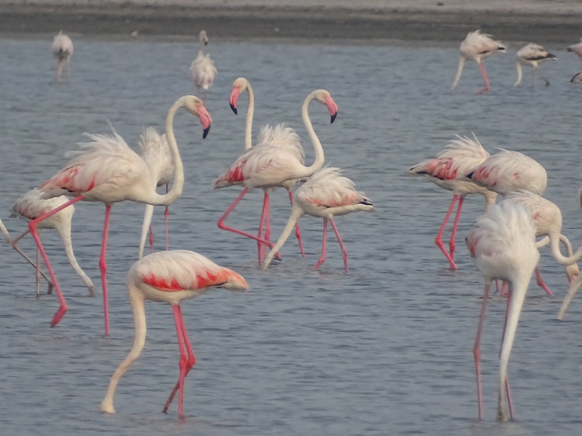 Greater Flamingo - Sri Srikumar